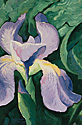 Purple Irises