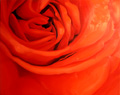 Red Rose